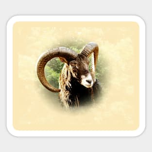 Mouflon Sticker